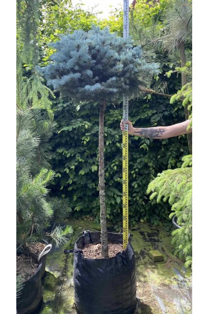 Ель колючая Глаука Глобоза (штамб) - ком-80л/вис.180-190см/Ø50-60см/ШТАМБ 150см/обхват 10-12см